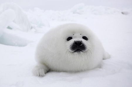 fluffy seal